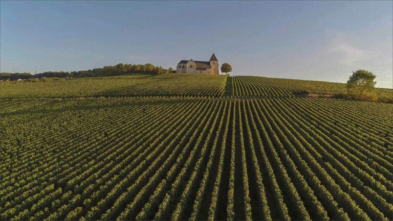 Champagne Field Wine