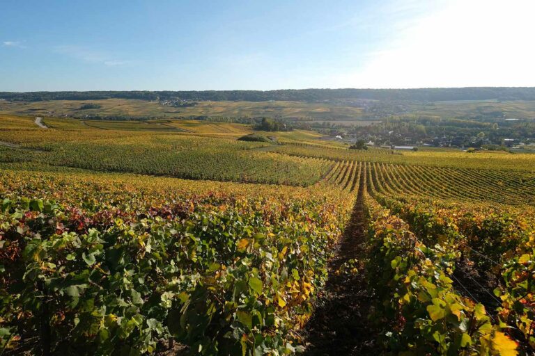 Champagne Vines Grapes France Landscape