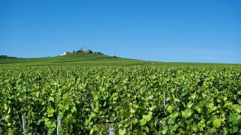 Reims Verzenay Champagne Grapes Fields Winery