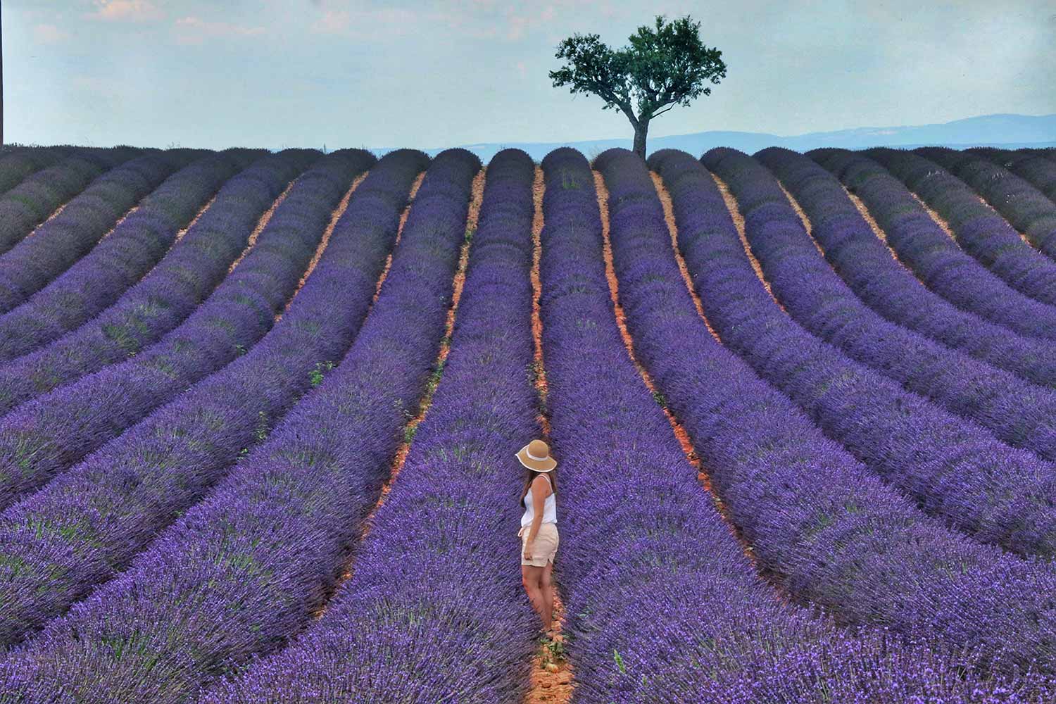 woman walking amongst rows of purple lavender fields in Roussillon, Provence-Alpes-Côte d'Azur