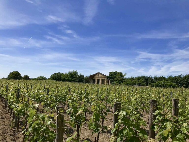 group of people walking through a vineyard in st emillion on a french wine tour
