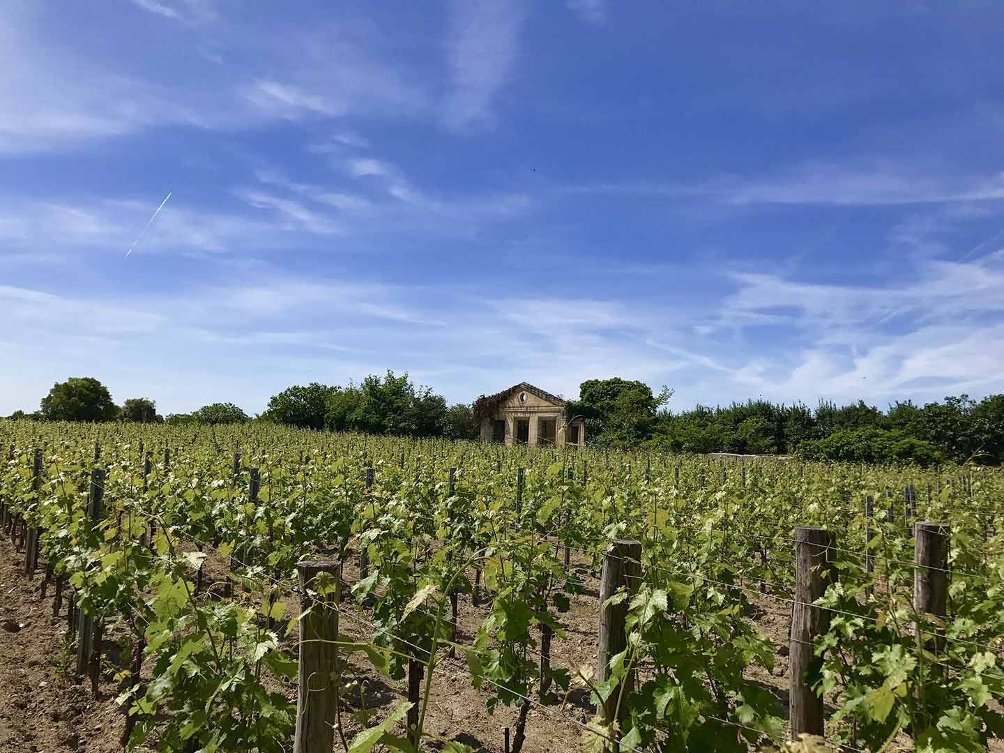 group of people walking through a vineyard in st emillion on a french wine tour