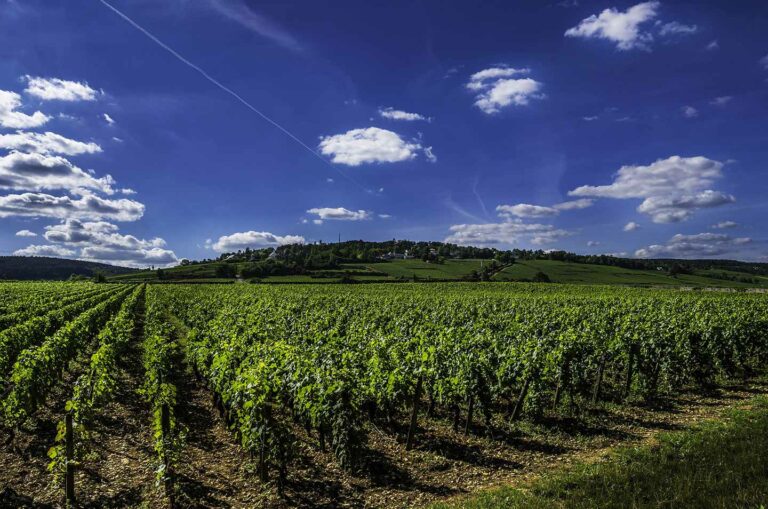 vineyard in Bordeaux with rows of vines under bright blue sky.