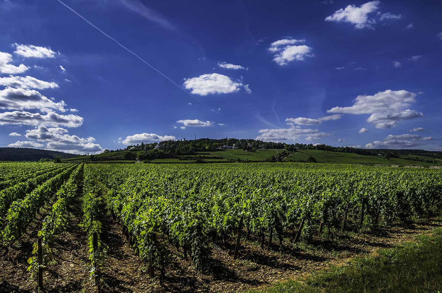 vineyard in Bordeaux with rows of vines under bright blue sky.