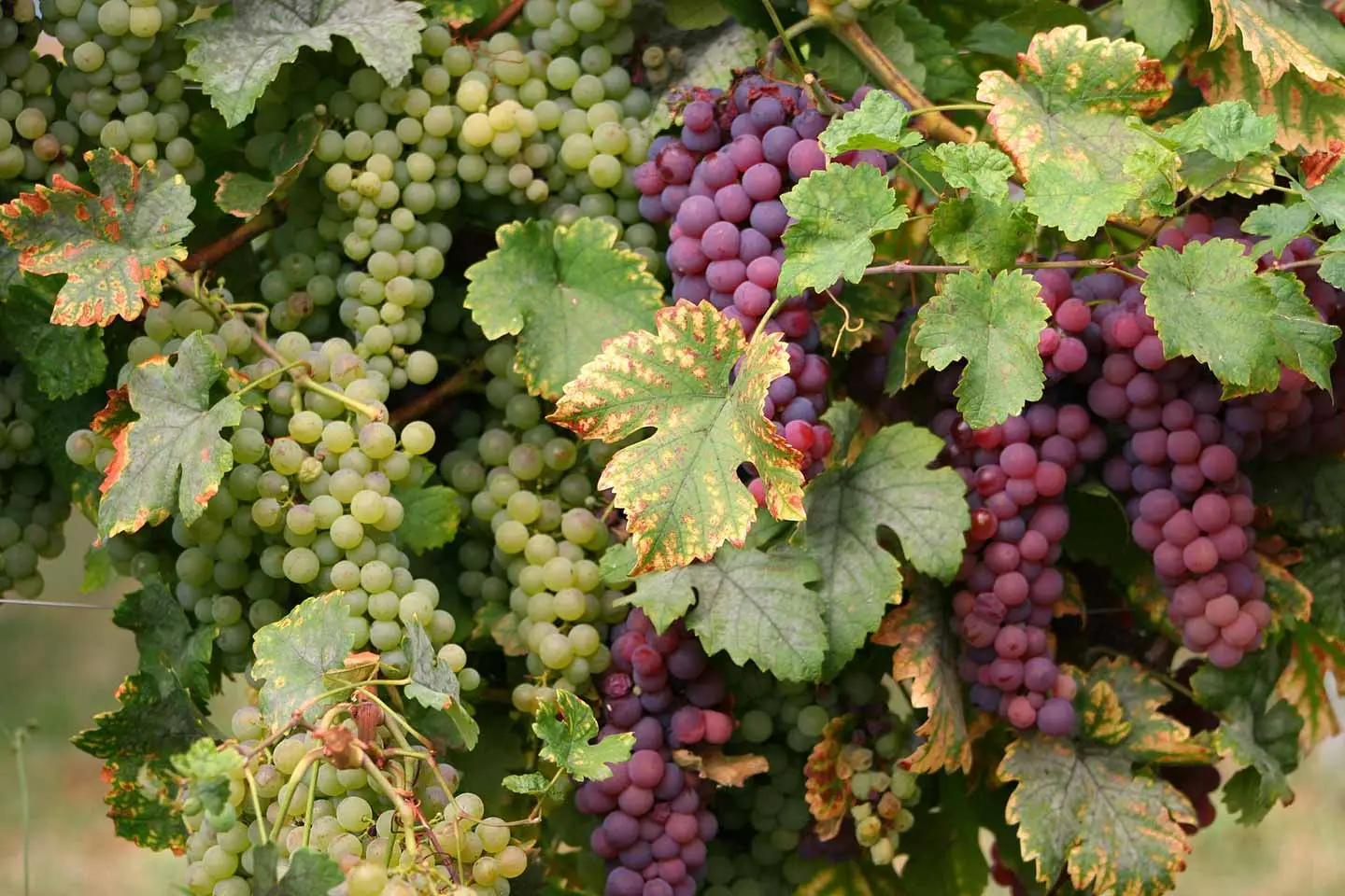 group of people collecting grapes at a vineyard in France.