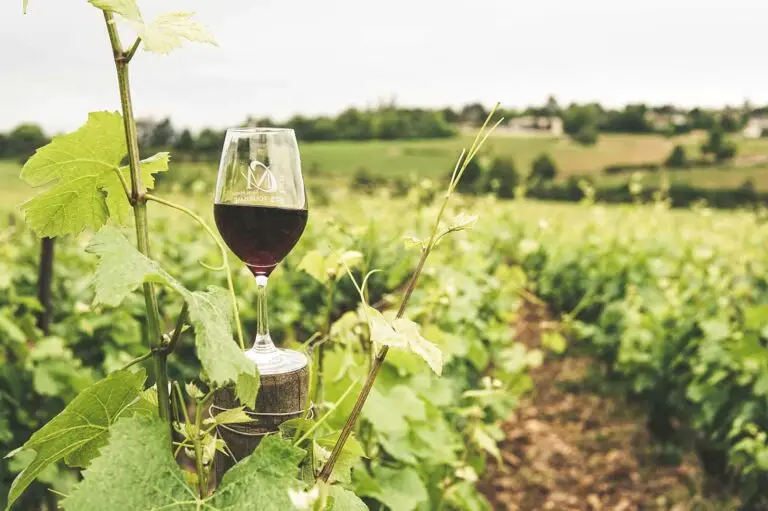 Glass of red wine sitting atop a fencepost in a vineyard in France