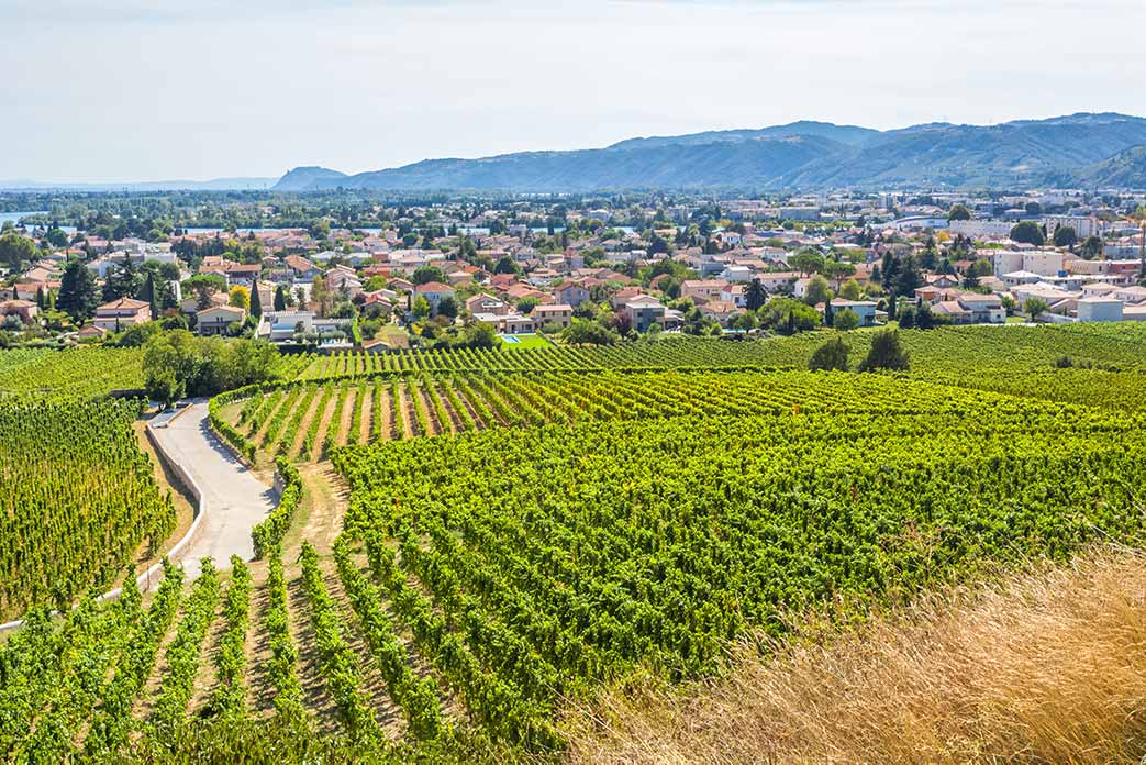 French Vineyard experience in Rhone, France.
