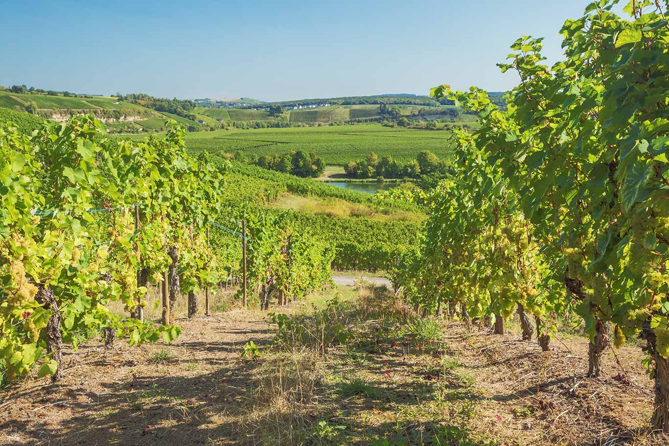collecting grapes in the Lorraine vineyards on our 14 day wine region tour.
