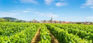 Wine tour in the Village of Meursault, Burgundy.