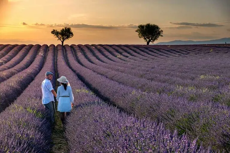 Couple holding hands as they walk in Lavendar Field, France